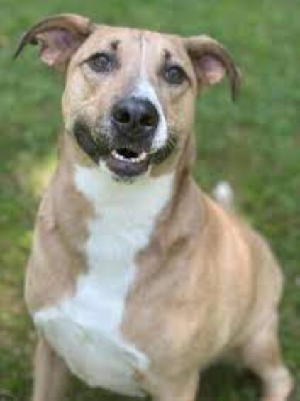 Pet-Friendly Home image